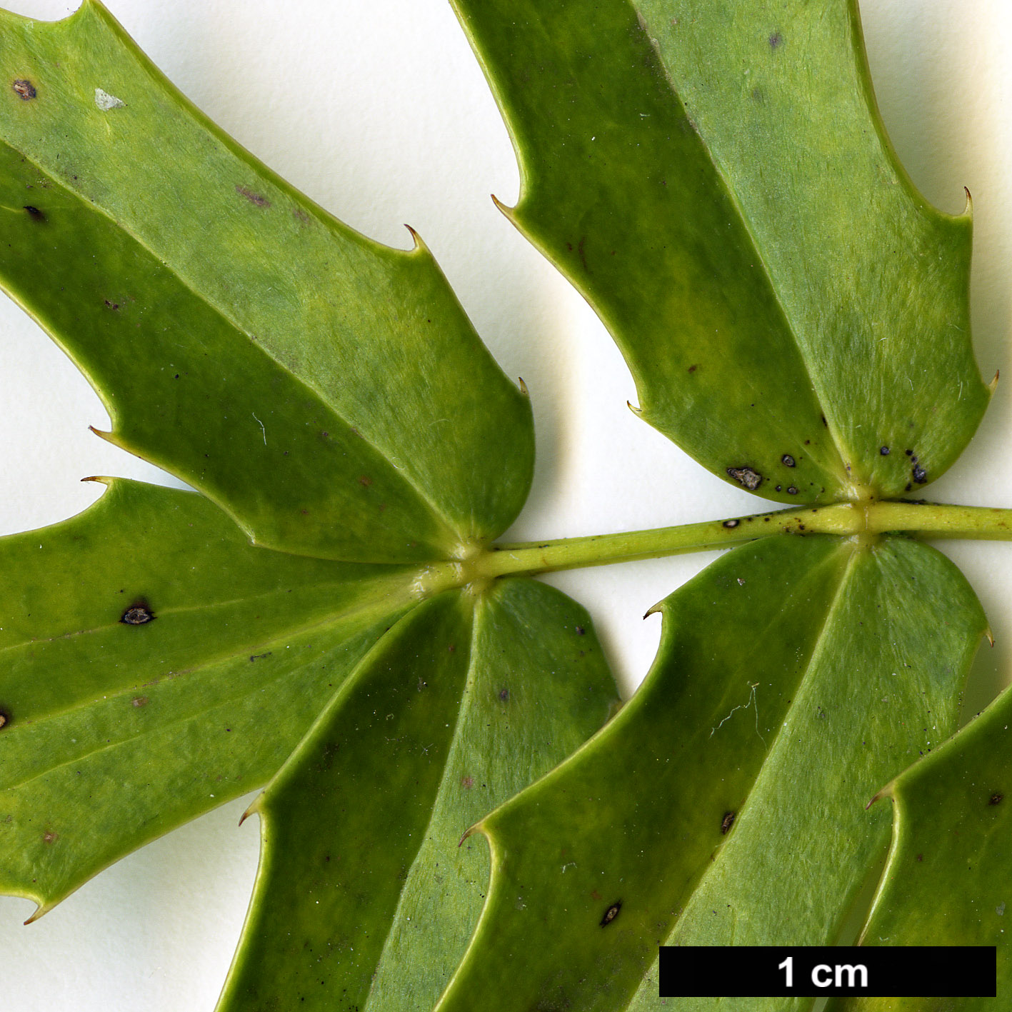 High resolution image: Family: Berberidaceae - Genus: Mahonia - Taxon: oiwakensis - SpeciesSub: subsp. lomariifolia var. tenuifoliola